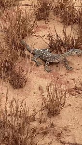 Sub-adult Perentie (Varanus giganteus), not as confident as an adults but equally as stunning! 🦎💚🖤💚🇦🇺 #pilbara #lizardsrule | Mick Fullerton Wildlife