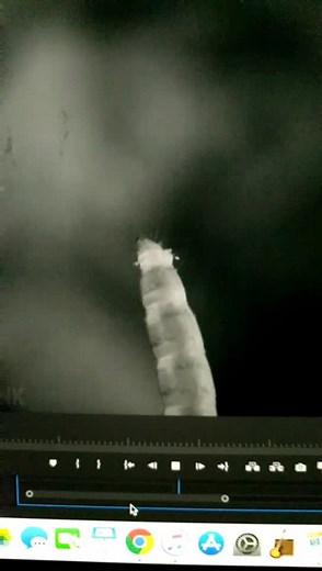 Ze Frank (@zefrank)’s videos with original sound - Ze Frank