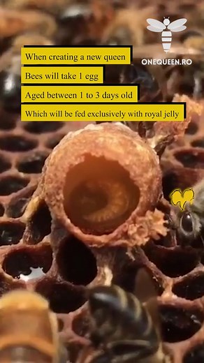 Creating Queen Bee: Guido Eich Bienen