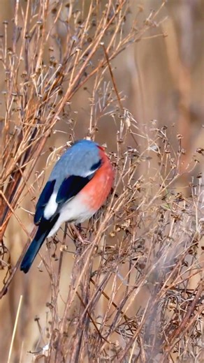 Bullfinch Feeding Frenzy: Watch Them Enjoy Seeds! 🌾🐦 #Shorts #BirdWatchingThe Bullfinch (Pyrrhula pyrrhula) is a striking songbird found across Europe and Asia. Males are easily recognized by their vibrant red-orange underparts, black cap, and white rump, while females are more subdued with greyish-brown plumage. These birds are often seen in gardens and woodlands, feeding on seeds from dried grasses and shrubs. Bullfinches are known for their gentle, melodic calls. Conservation efforts focus 