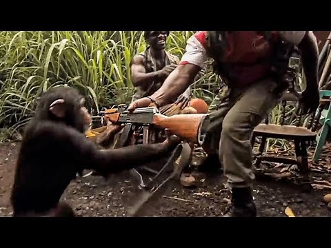 Schon 11 Jahre im Umlauf: Viralvideo von schießendem Affe im stern-Faktencheck