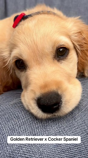 Golden Retriever and Cocker Spaniel Mix Characteristics