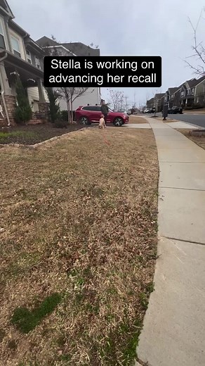 When teaching recall, we want to make sure that the dog views this cue as something positive. We never want the dog to think “they are in trouble” or that you are just taking them away from something fun. Otherwise, if they don’t see it as something beneficial, they may choose not to come.This means that when we practice, we have to show the dog that it’s in their best interest to comply. We do this by rewarding them frequently in the beginning stages and varying those rewards as they become mor