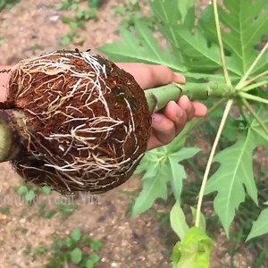 Cara Mencangkok Pohon Pepaya | Tutor Tetaneman