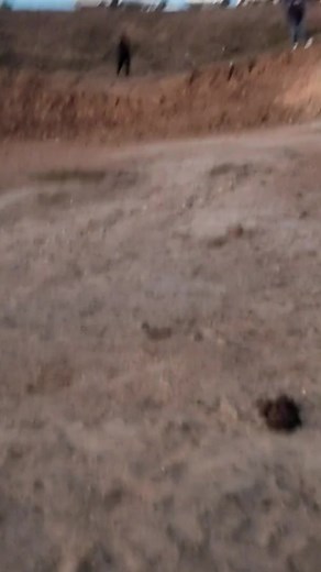 #bull #bulllife #bullriding #bullfighter #rodeo #buckingbull #probullriding #bullrope #bullwhiphotsauce | Delgado