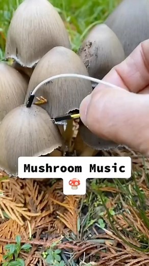 Che musica fanno i funghi? 🍄🎵 (📹: Tarun Nayar) #ScienceCuE #CuE #natura #music | CUENEWS.it