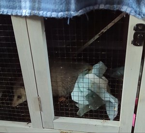 Puppy pads help opossums learn how to build nests, as they are similar in texture to leaves. Nest building is an important skill opossums must learn before they can be released so that they will be able to stay warm in the wild. For only $20 you can help us keep the learning going! Amazon has puppy pads on sale during their Cyber Monday deals. Will you consider checking out our wish list and support opossum education? We all know how important education is! 🍂🐀 https://www.amazon.com/hz/wishlis