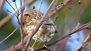 Friday fluffy finch feathers - watch this lovely purple finch female balance on one leg and eat berries while busy traffic streams behind her on highway 99 in Surrey 😄👍❤️ Please have a great Friday everyone - stay safe - be kind - wear a mask and always respect wildlife and nature! My latest video on my YouTube is up - please watch here - https://youtu.be/zpNQDlFOVFA Or click the link in my bio at @pacificnorthwestkate 😊🙏❤️ #finch #purplefinch #elite_raptors #discoversurrey | Pacificnorthwes