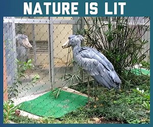 Dang nature, you scary! | DotFlix