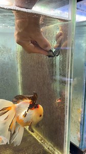 There are number of ways to control algae growth but the simplest is by limiting the energy source of that algae which is light. If you have your bright light limited to 6 hours a day you’ll notice significantly less algae growth. Aqueon’s Opti bright smart LED lights make setting up this schedule very simple and allows for an array of different light exposure settings at anytime you schedule. #aqueon #aquarium #lights #fish #algae | Luke’s Goldies