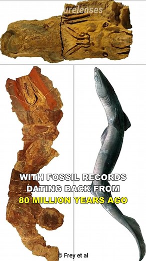 Frilled Shark ｜ The Prehistoric Deep Sea Fish #sharks #documentary #wildlife #reelsfb | Nature Lens