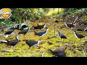 "Top Tips for Successful Bird Traps"🌲🤠👈
