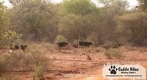 When thay have chicks they are not easy to handle...😯🐾 | Sediba Nkwe Hunting Safaris