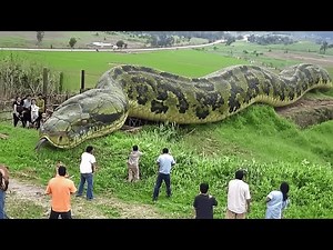 The Largest Snake in the World Ever Found by Humans!