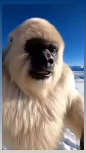 Yeti found some steroids! #gorilla #instareels #fbreels #reels #animal | Buddy Upr