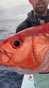 1.8M views · 37K reactions | Giant Eye on Queen Snapper   #giant #eye #Queen #snapper #nature | BlacktipH | Facebook