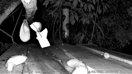 1.8K views · 38 reactions | Ever wonder what happens at bird feeders...