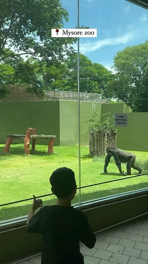 43K views · 442 reactions | Zebra crossing to fun times! 煉  Mysore zoo #repost @luminous_steps . . . . . . . . . #zoo #mysore #mysorezoo #india #animals #animal #geological #park #green #clean #lion #bear #giraffe #gorilla #crocodile #zoological #birds #dogs #cat #doggo #animalovers #animalsofinstagram #education #learn #family #kids #whatsupbengaluru #whatshotbangalore | Whats Hot Bangalore | Facebook