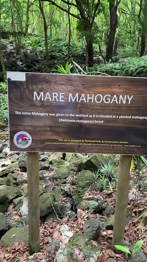 Exploring the Tranquil 2km Trail to Lake Mahogany in Mauritius