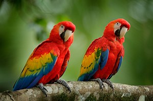 Pair of big parrots Scarlet Macaw, Ara macao, in forest habitat. Two...
