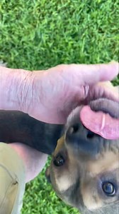 Reggie | Camelot Pet Resort | Facebook