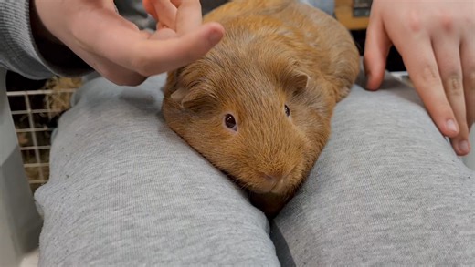 12K views · 760 reactions | Friday night relaxation with Rusty | Cavy Corner | Facebook