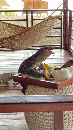 Crazy Giant Lizard Devours Hotel Room Service in Philippines! | The Juicy Vlog