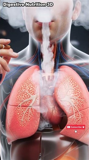 What Happens Inside Your Body When You Smoke a Cigarette? | 3D Human Anatomy Animation