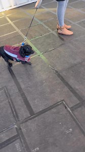 1.3K views | Jessie the Reactive Dachshund cross Cockapoo! #cockapoo #dachshund #cockapoolove #dachshunds #reactivedog #aggressivedog #dogtraining #DogTrainer #dogtrainingtips | Big Dog Fellas | Facebook