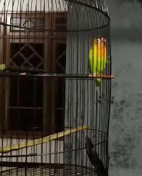 Lovebird heri yaguza sidoarjo
