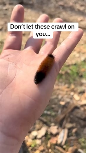 Do NOT touch this hairy thing! 😱 #WarningFuzzAhead #KeepYourDistance #HairyEncounter #BewareTheFur #StayBackFromTheFuzz #NoTouchingAllowed #HairySituation #HandleWithCare #CautionFurryCreature #WatchOutForTheFur | Spacefunk