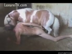Un cheval an rut explose le cul de son cavalier zoophile