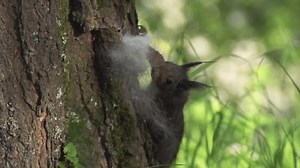 clip-3729077567-squirrel-sniffs-hair-on-tree-trunk
