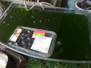 シジミでアオコ除去１