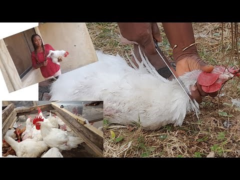 How To Slaughter and butcher chicken 🐔 || Step By Step Process for beginners | #butchering