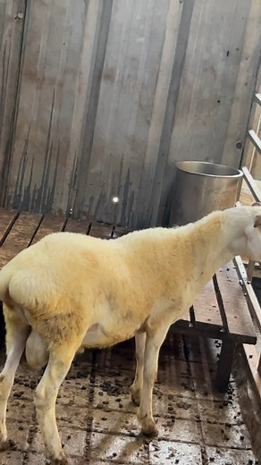 Beautiful Baby Turkey Dumba at Jalal Dumba Farm Kalyan Mumbai | FSA Entertainment