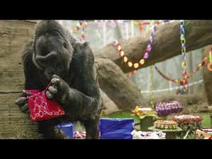 Colo, the oldest gorilla in captivity, dies at age 60