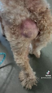 14K views · 689 reactions | Poor girl… we got you. | Michigan Doodle Rescue Connect | Facebook