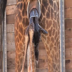 Close-up of mother deer giving birth | Dogwatch