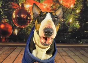 29 reactions | Star...Looking For Her Forever Home Through AARF!...