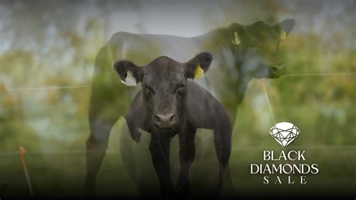 2.1K views · 17 reactions | Best of luck to Ger and John on their upcoming Black Diamond sale at Tipp mart in Thurles on Friday the 5th of September at 7pm. A sale not to be missed. Serious stock from serious breeders. #angus #angusbeef #Angus | cows.ie - David Clarke Livestock | Facebook