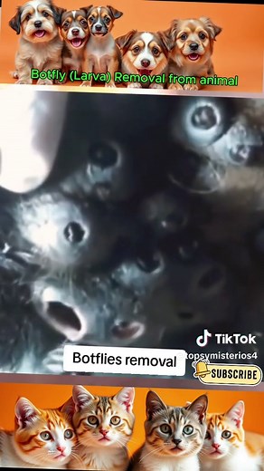 Botfly Removal from Pets: A Step-by-Step Guide