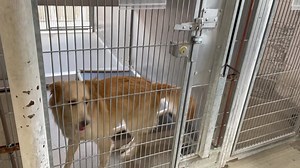 SAFE PLEA SENT OUT 9/9! **Rescue Only** With Indemnity Waiver " I would like to introduce you to our friend Apollo. He has been with us at the care center since 7/30/2021, returned by his adopter after he kept fighting with another dog in the home, causing serious injuries. The Behavior Team determined that Apollo will be available for Rescue Only with Indemnity Waiver due to the fight in his previous home." Lancaster CA - #A5347898 My name is APOLLO and I'm approximately 2 years and 8 months ol