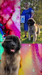 This week's Inside Cover Dog "Vixen" BIS MRBIS MBISS GCHG CH Winky-Pinky Bory Cysterskie BCAT CGC TKN FDC VL 💋 History Making Leonberger 💋 First Leonberger to win all Six Triple Crown Specialties 💋 First Leonberger Bitch to win the Triple Crown 💋 First Leonberger Bitch to win the Breed at Westminster 💋 First Leonberger To Win The Group And Reserve Best In Show At The Houston World Series Dog Show 💋 #1 Leonberger All-Systems 💋 #26 Working Dog 💋 Best In Show Winner 💋 Multi Reserve Best in