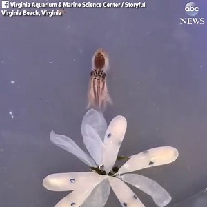 3.1K views · 45 reactions | Astounding video shows the moment a baby...