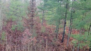 Such a slow opening morning so far in Cheboygan County! Only a handful of shots. Fog is gone and the skies are clearing up! Hopefully the activity picks up! You guys having any better luck? - Tim #MichiganOutdoorsReport | Michigan Outdoors Report