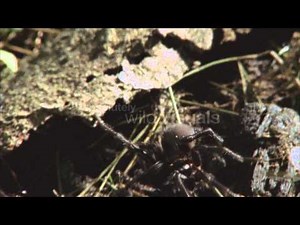 Venomous Australian Funnel-Web Spider