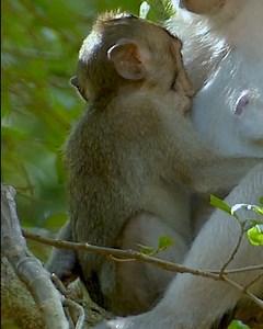 Cuutest baby monkey sleep well enjoying milk, Baby not fully yet mum force stop nursing | Monkey Jane Family
