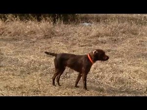 Pudelpointer Maximilian hunting chuckars and pheasants