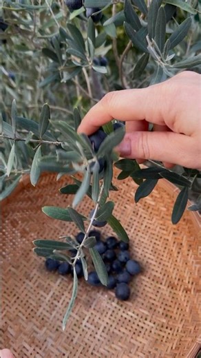 Curing black olives with salt #gardening #harvest #farmtotable